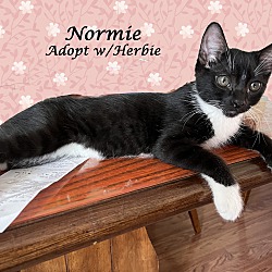 Thumbnail photo of HERBIE & NORMIE #4