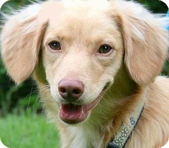 Wakefield Ri Golden Retriever Meet Kirby Our Golden Petite A Pet For Adoption