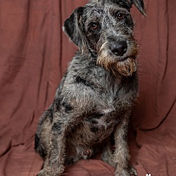 Groveland, FL - Catahoula Leopard Dog/Labradoodle. Meet Diesel a Pet