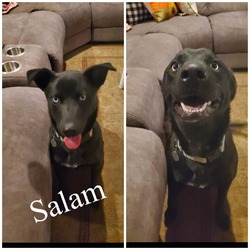 Thumbnail photo of Salem #4