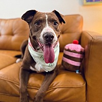 adopt a pet