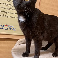 adopt a pet