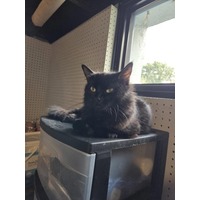 adopt-pet