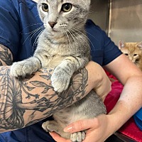 adopt a pet