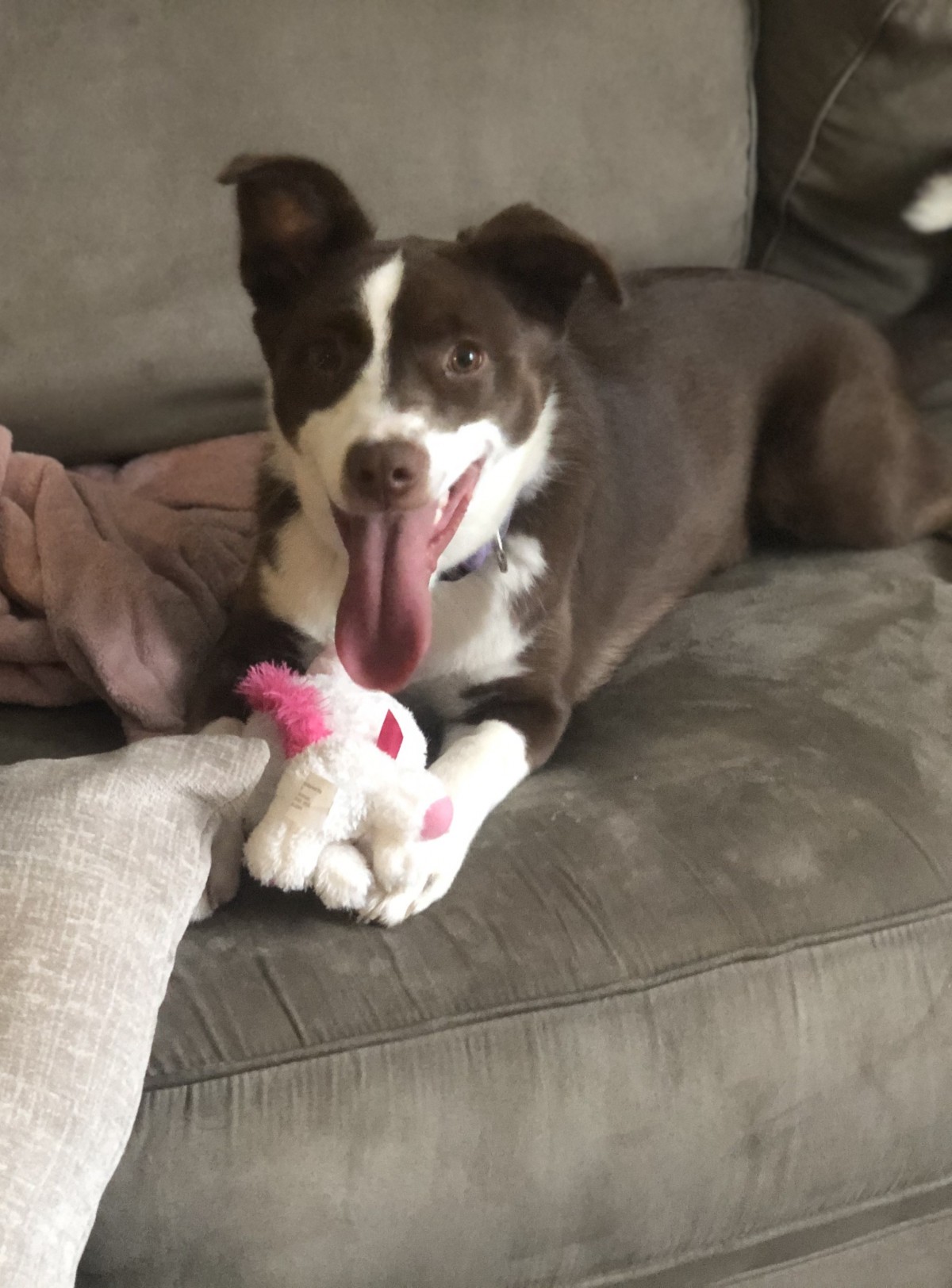 Adopt Molly a Brown/Chocolate with White Border Collie / Labrador