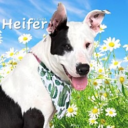 Photo of Heifer