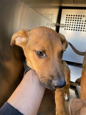 Phoenix, AZ - Rhodesian Ridgeback. Meet JUICE a Pet for Adoption ...