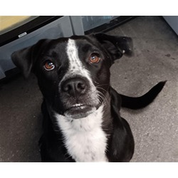 Photo of OREO