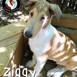 Thumbnail photo of Ziggy #3
