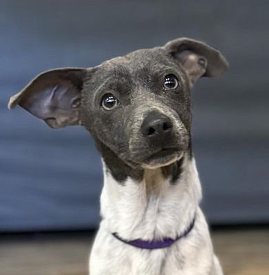 Bothell, WA - Jack Russell Terrier/Rat Terrier. Meet Roo a Pet for ...