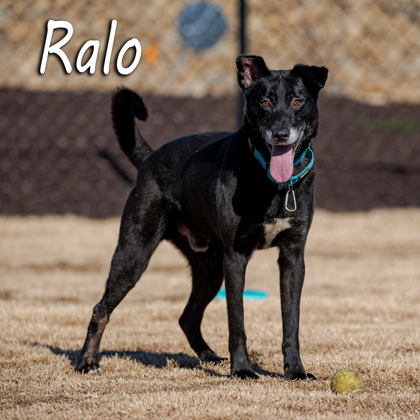 Thumbnail photo of Ralo*- Ask about me I am in a foster home! #3