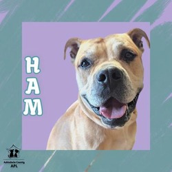 Thumbnail photo of Ham #1