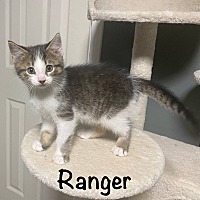 adopt a pet