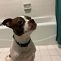 adopt a pet
