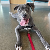 adopt a pet