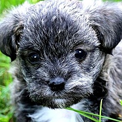 Thumbnail photo of CRISSY(PRECIOUS SCHNOODLE PUP! #1