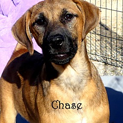 Thumbnail photo of Chase ~ meet me! #1