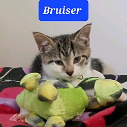 Photo of Bruiser