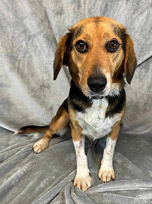 Manhattan, NY - Beagle. Meet JELLO a Pet for Adoption - AdoptaPet.com