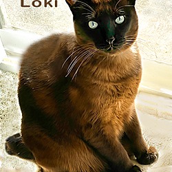 Photo of Loki PENDING