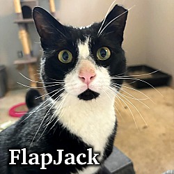 Photo of Flap Jack