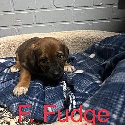 Thumbnail photo of Fudge #4
