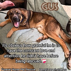 Thumbnail photo of Gus #4