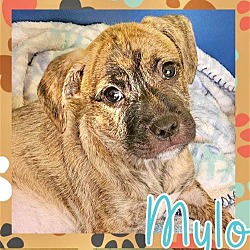 Thumbnail photo of Mylo #1