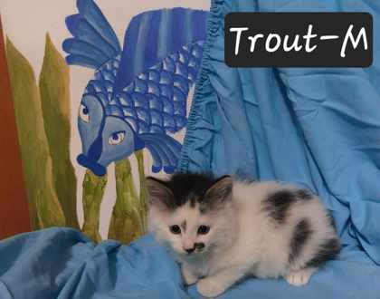 Photo of Trout