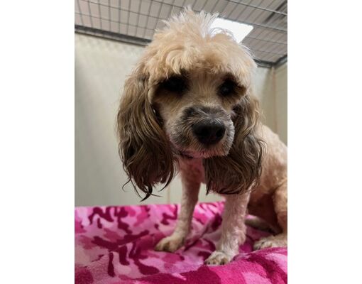 Fort Worth, TX - Poodle (Miniature)/Mixed Breed (Medium). Meet Teo a