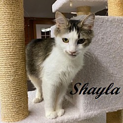 Thumbnail photo of Shayla #4