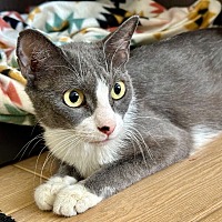 adopt a pet
