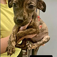 adopt a pet