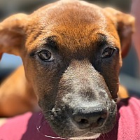 adopt a pet