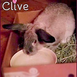 Thumbnail photo of Clive #3
