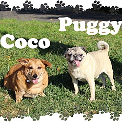 Thumbnail photo of Coco & Puggy #1