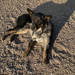 Photo of Gus the Cattle Dog