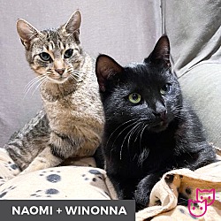 Thumbnail photo of Winona (bonded with Naomi) #3