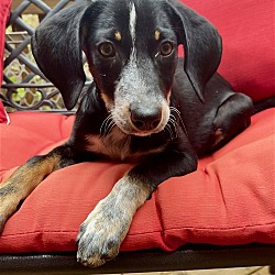 Providence, RI - Dachshund/Beagle. Meet Alaric KL in MS a Pet for Adoption  - AdoptaPet.com