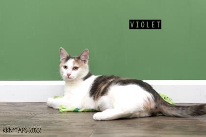 Thumbnail photo of Violet #2