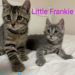Thumbnail photo of Little Frankie #4