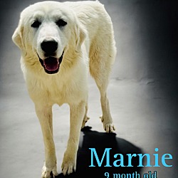 Thumbnail photo of Marnie #2