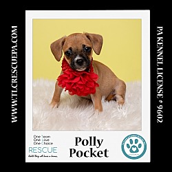 Thumbnail photo of Polly Pocket (Ten Spots) 082424 #2