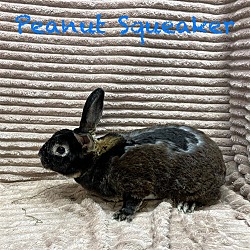 Thumbnail photo of Peanut Squeaker #2