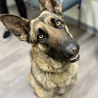 adopt a pet