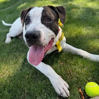 adopt a pet