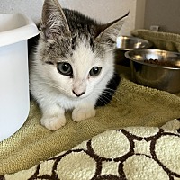 adopt a pet