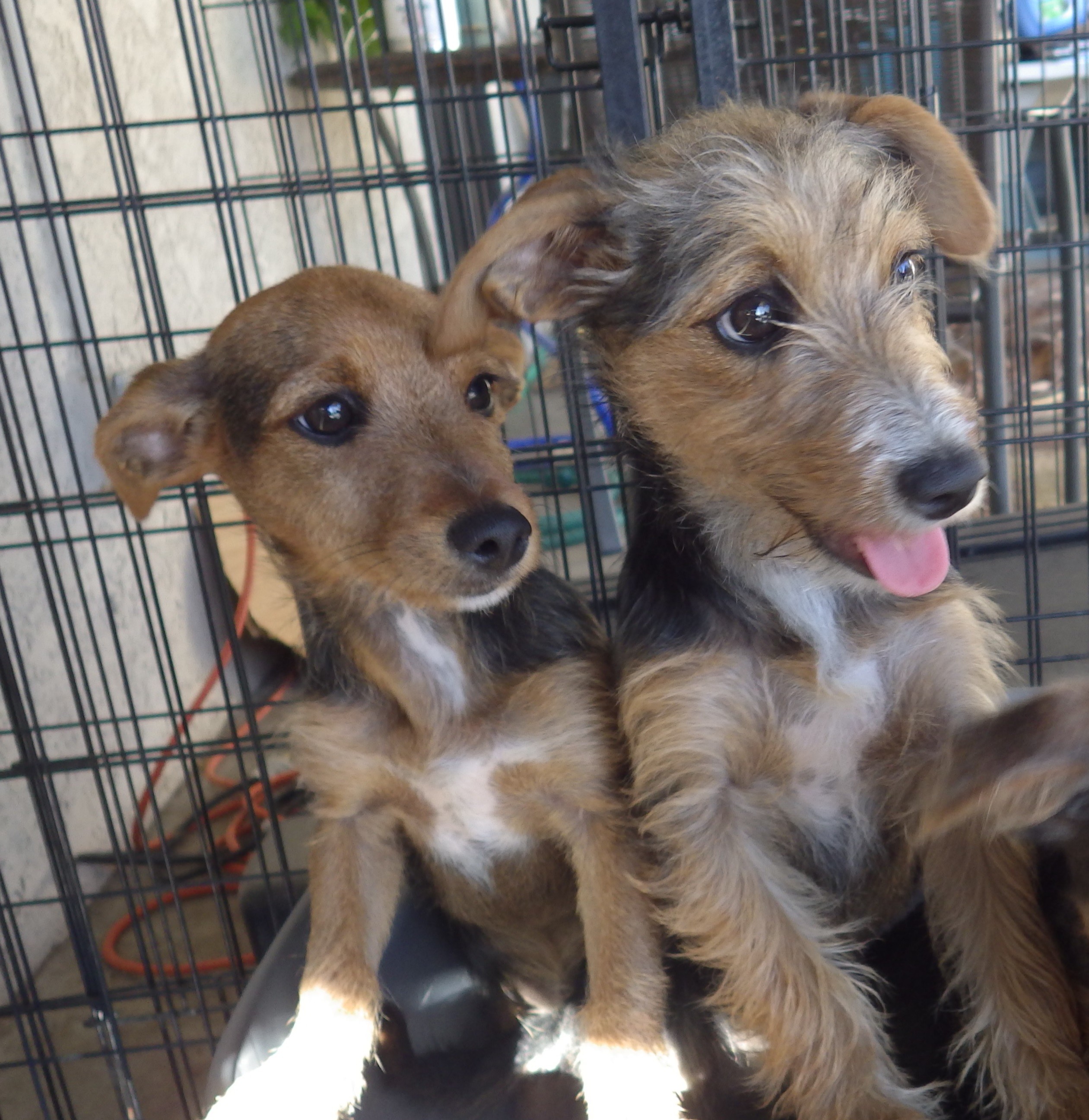 apple head chihuahua yorkie mix