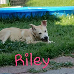 Thumbnail photo of Riley (Fostered in Louisiana) #3