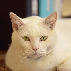 Photo of Casper *Special Diet Needed*